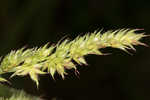 Barnyard grass